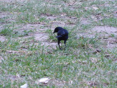 Tyrannus melancholicus