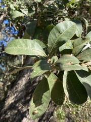 Alectryon subdentatus