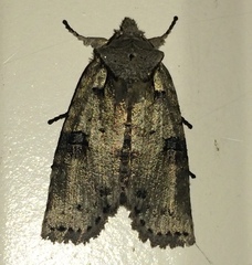 Lithophane querquera