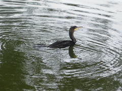 Nannopterum brasilianum
