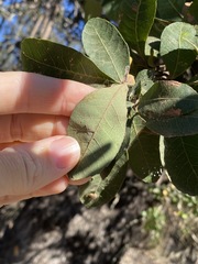 Alectryon subdentatus