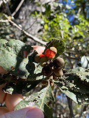 Alectryon subdentatus