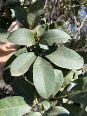 Alectryon subdentatus