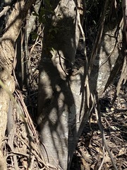 Alectryon subdentatus