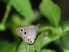 Ypthima motschulskyi