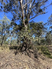 Alectryon subdentatus