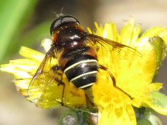 Eristalis cryptarum