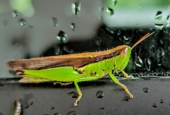 Oxya japonica