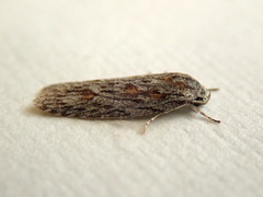 Phylomictis sarcinopa
