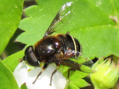 Eristalis cryptarum