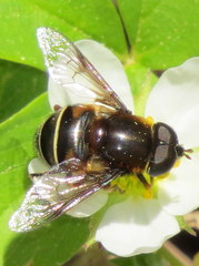 Eristalis cryptarum