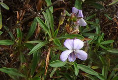 Viola arborescens