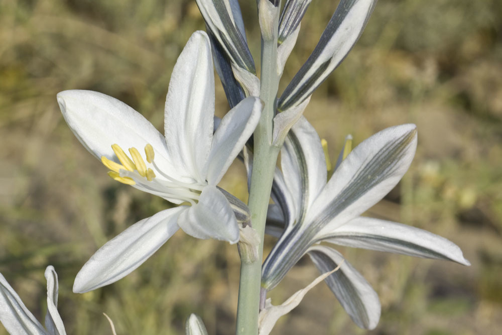 Hesperocallis