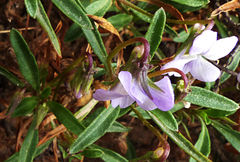 Viola arborescens