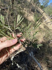 Denhamia cunninghamii