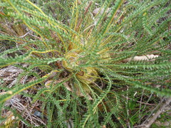 Banksia arctotidis