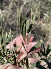 Denhamia cunninghamii