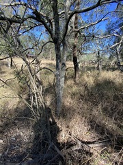 Denhamia cunninghamii