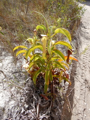 Nepenthes tenax