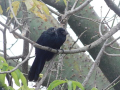 Crotophaga sulcirostris