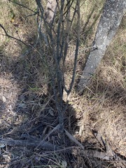 Denhamia cunninghamii