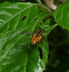 Mesembrius bengalensis