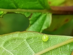 Cephonodes hylas