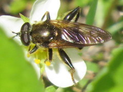 Chalcosyrphus inarmatus