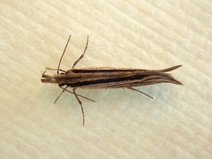 Leptosaces schistopa