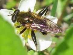 Chalcosyrphus inarmatus