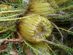 Banksia arctotidis