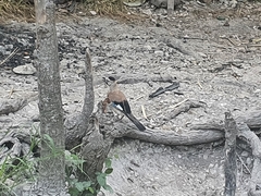 Garrulus glandarius atricapillus