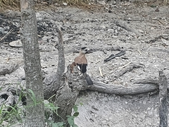 Garrulus glandarius atricapillus