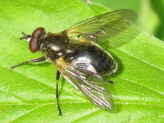 Blera nigra