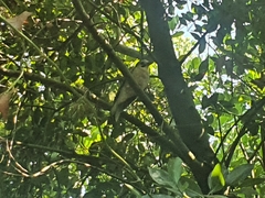 Garrulus glandarius atricapillus