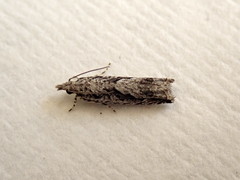 Holocola thalassinana