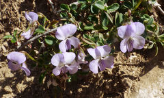 Viola arborescens