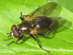 Blera nigra