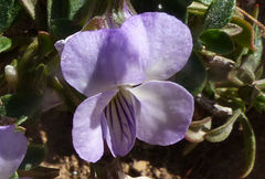 Viola arborescens