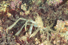 Eurypodius longirostris