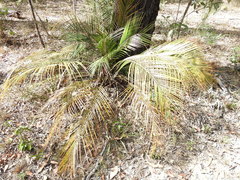 Macrozamia mountperriensis