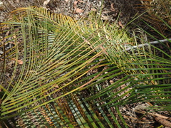 Macrozamia mountperriensis