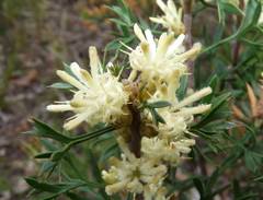 Petrophile squamata