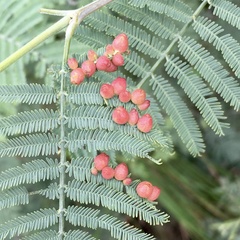 Austroacacidiplosis botrycephalae