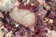 Pyura legumen