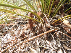 Macrozamia mountperriensis