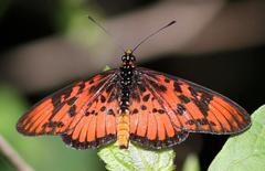 Acraea petraea