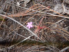 Drosera serpens