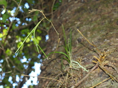 Dendrobium bowmanii