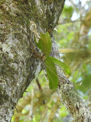 Rhinerrhiza divitiflora